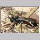 Episyron rufipes - Wegwespe w44a.jpg